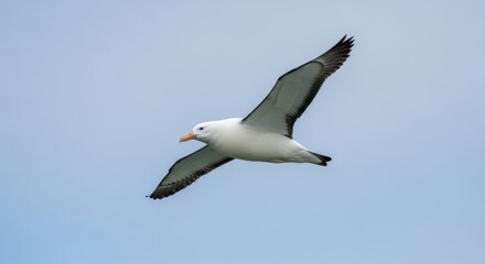 Fototapeta premium Majestic Albatross Soaring Freely in the Vast Blue Sky.