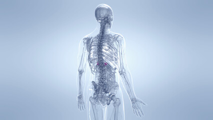 A Detailed 3D Depiction Of The Adrenal Glands Of A Human Male © Sebastian Kaulitzki