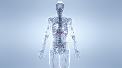 A Detailed 3D Depiction Of The Adrenal Glands Of A Human Male © Sebastian Kaulitzki