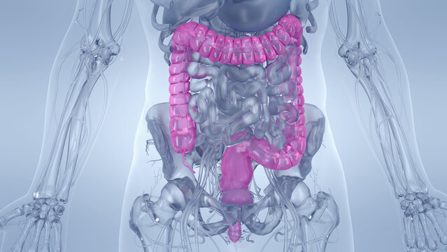 A Detailed 3D Depiction Of The Colon Of A Human Male