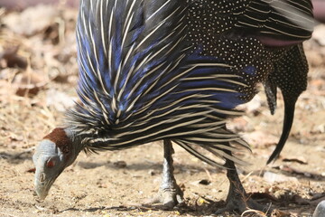 フサホロホロチョウ