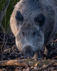 Wild boar walking through a forest clearing accompanied by a young piglet, captured in a natural woodland environment. The image shows natural behavior and family interaction of wild boar in European