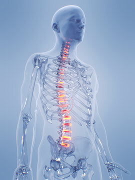 A Detailed 3D Depiction Of The Intervertebral Discs Of A Human Male