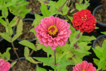 Fototapeta premium Singapore daily flower in the garden