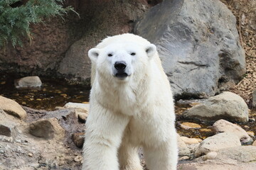 ホッキョクグマ