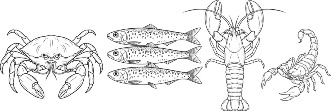 Hand-drawn vector illustration set of marine life and insects featuring a crab, sardines, lobster, and a scorpion in detailed black and white line art isolated on white background.