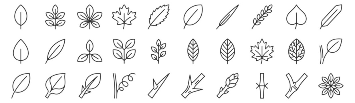 Leaves and plant morphology line icon set. Simple, compound, lobed, serrated, palmate venation, opposite arrangement, tendril, thorn, rosette outline vector illustrations.