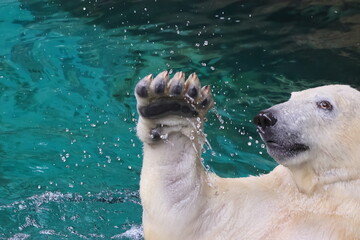 ホッキョクグマ