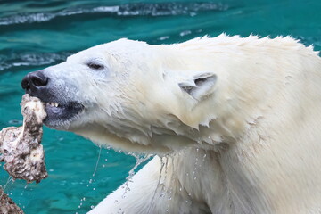 ホッキョクグマ