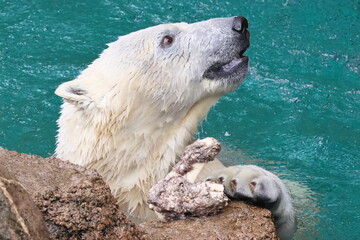 ホッキョクグマ