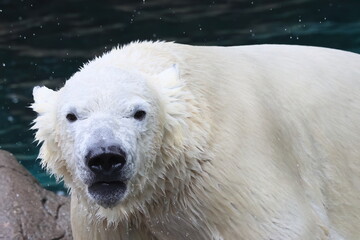 ホッキョクグマ