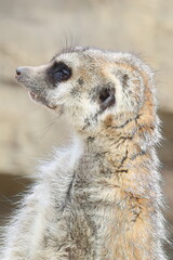 ミーアキャット