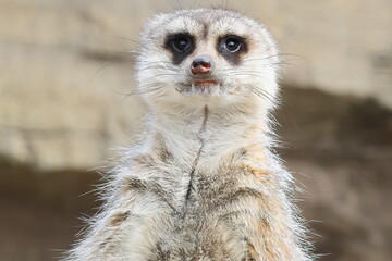 ミーアキャット