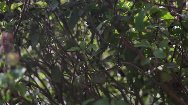 Close-up view of the tulsi or basil leaves