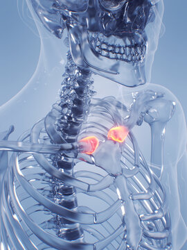 A Detailed 3D Depiction Of A Human Male With Clavicular Pain