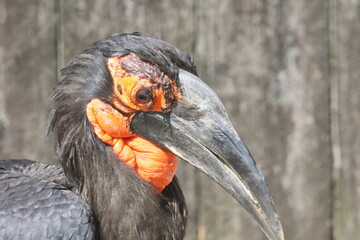 ミナミジサイチョウ