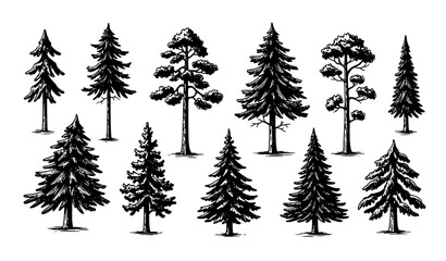 Fototapeta premium Hand Drawn Pine Tree Vector Set Rustic Forest Design Elements