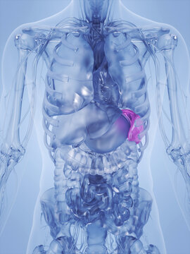 A Detailed 3D Depiction Of The Spleen Of A Human Male