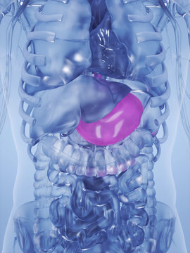 A Detailed 3D Depiction Of The Stomach Of A Human Male