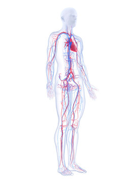 A Detailed 3D Depiction Of The Vascular System Of A Human Male