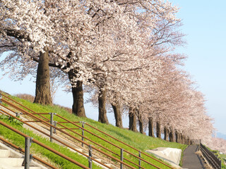 植物　自然　春　花　風景