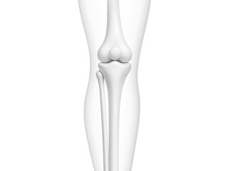 Knee joint bones in the transparent human body. Educational medical illustration of leg bones and knee. Biological and medical concept. Vector illustration