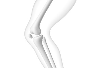 Knee joint bones in the transparent human body. Educational medical illustration of leg bones and knee. Biological and medical concept. Vector illustration
