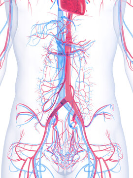 A Detailed 3D Depiction Of The Vascular System Of A Human Male