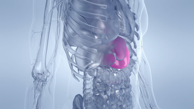 A Detailed 3D Depiction Of The Stomach Of A Human Male