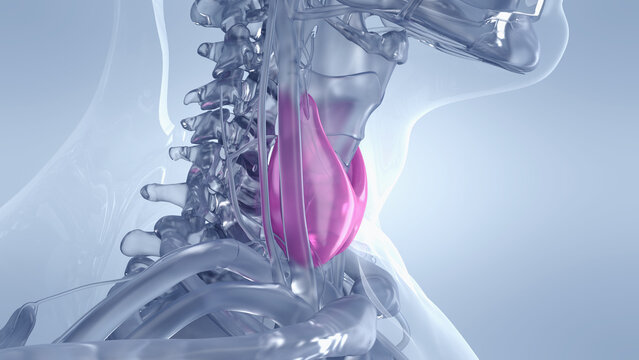 A Detailed 3D Depiction Of The Thyroid Gland Of A Human Male
