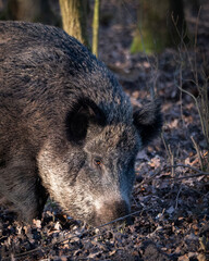 Wild boar walking through a forest clearing accompanied by a young piglet, captured in a natural woodland environment. The image shows natural behavior and family interaction of wild boar in European