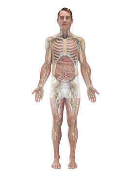 Comprehensive Depiction Highlighting The Internal Organs Of A Male