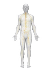 A Detailed 3D Depiction Of The Nervous System Of A Male