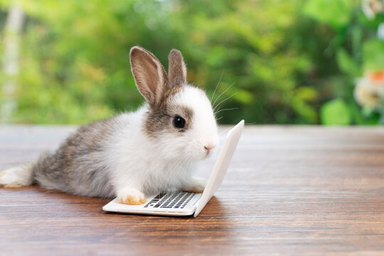 Newborn baby rabbit working on laptop computer on wood table in green garden nature background. Funny animal pet using technology for business education and online shopping concept.