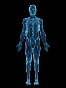 A Detailed 3D Depiction Of The Skeletal System Of A Male