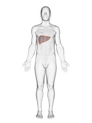 3D Anatomical Rendering Highlighting The Liver Of A Male Body