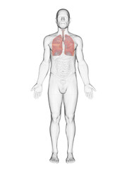 A Detailed 3D Depiction Of The Lungs Of A Human Male