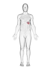 Obraz premium Detailed Rendering Highlighting The Spleen Of A Male