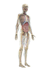 Fototapeta premium 3D Rendering Highlighting The Organs Of A Male Body