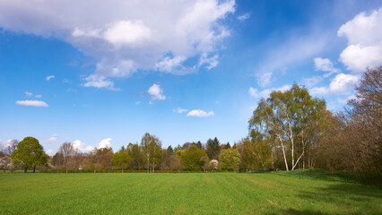 Obraz premium Birch trees (Betula) on green meadow under blue sky in Berlin springtime
