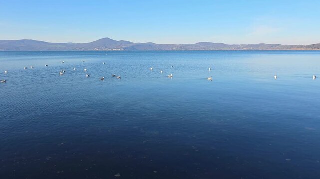 Scenic View of Lake Bracciano with Seagulls Floating on Calm Blue Water and Mountains in the Background, Italy