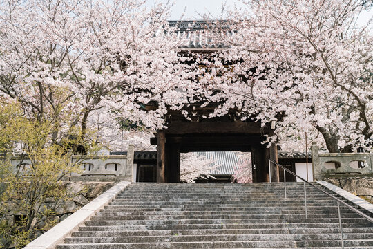 Blooming cherry blossom tree framing old temple gate in Japan