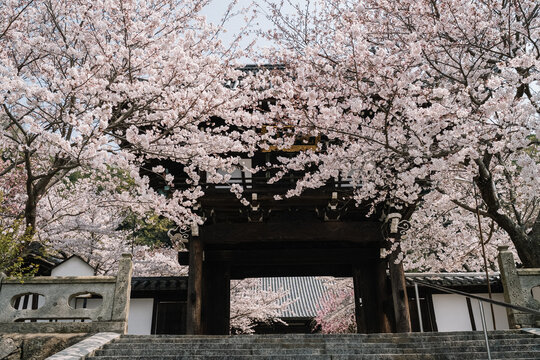 Blooming cherry blossom tree framing old temple gate in Japan