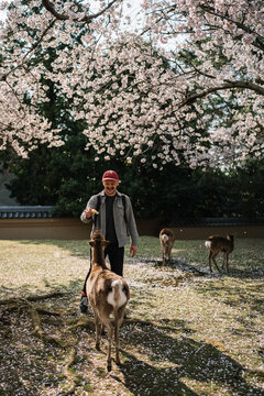 Man feeding deer under cherry blossoms in Nara Park Japan