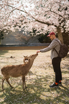 Man feeding deer under cherry blossoms in Nara Park Japan