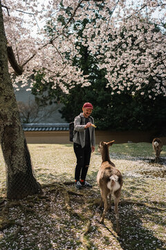 Man feeding deer under cherry blossoms in Nara Park Japan
