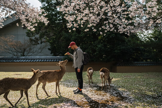 Man feeding deer under cherry blossoms in Nara Park Japan