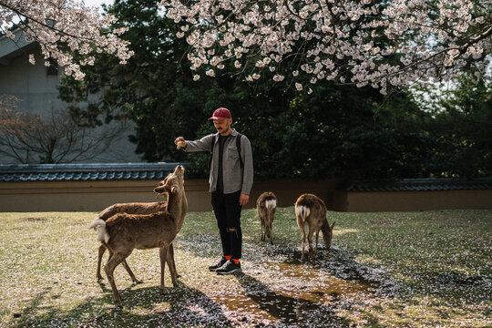 Man feeding deer under cherry blossoms in Nara Park Japan