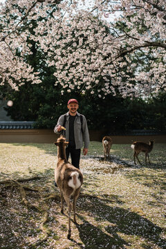 Man feeding deer under cherry blossoms in Nara Park Japan