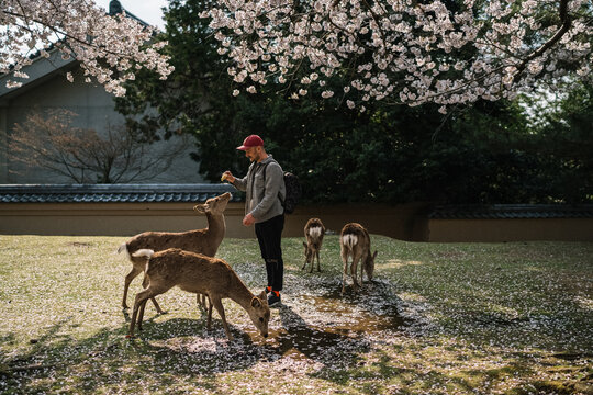 Man feeding deer under cherry blossoms in Nara Park Japan